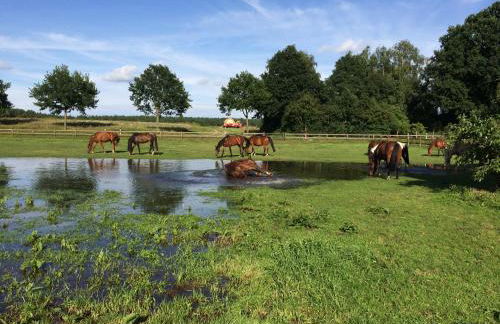Reit- und Bauernhof Klaucke - Foto 4