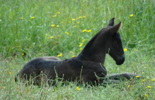 Agroturisme Son Samà - Foto 35