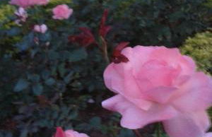 Teresopolis Duplex Green Valley - Photo 34