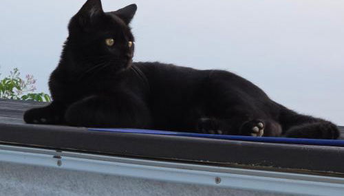 Etoile arc-en-ciel - Foto 2