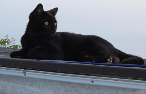 Etoile arc-en-ciel - Foto 2