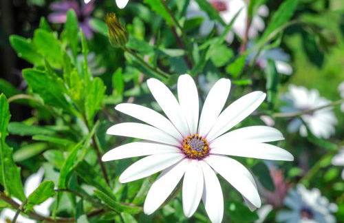 Heracles Guesthouse - Photo 50