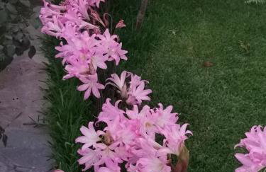 Kardiakafti Village - Foto 54