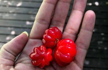 JoaquinaHouse Paraíso exclusivo, acesso a praia - Foto 45