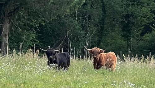 Lac de Vassivière Petite maison à proximité - Foto 3