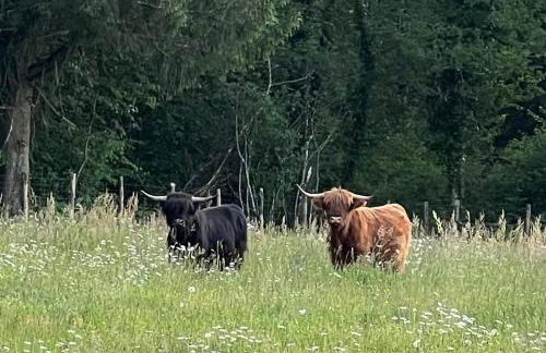 Lac de Vassivière Petite maison à proximité - Foto 3