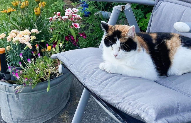 4 Star Holiday Home in Vikholmen - Foto 36