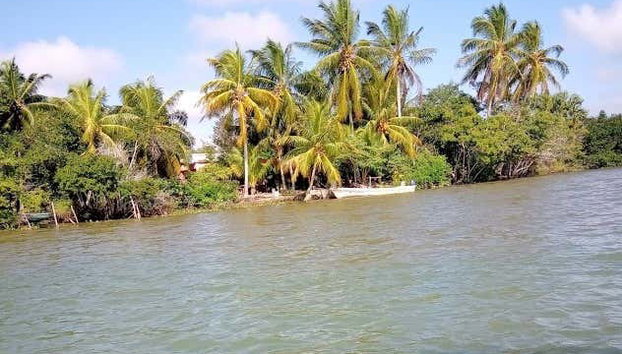 Paseo en barco privado por los Pantanos de Centla - Foto 5, Paseo por el río