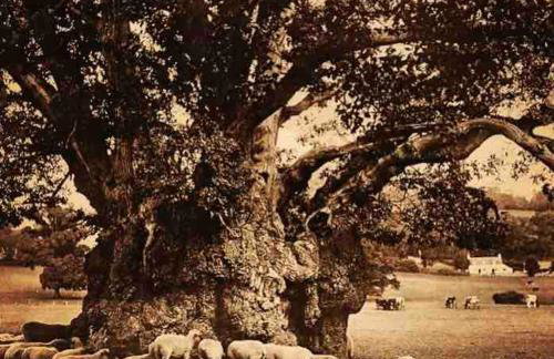 Hilly Haven & Luxury Wagon in the Forest of Dean - Foto 67