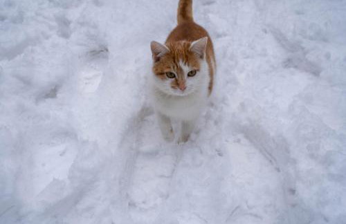 Chata Pod Lasem - Foto 61