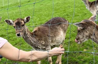 Sonnige Ferienwohnung im Kinzigtal - Foto 31