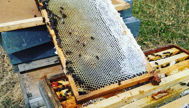 Tirando fuori il favo del miele dall'alveare