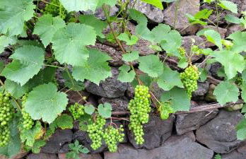 Fajã VinhaMar-Vinyard Cottage by the Sea - Foto 23