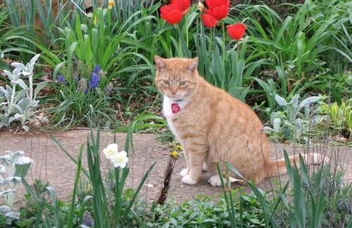 Lovely Cottage on Farm near Shenandoah National Park, Virginia - Foto 18