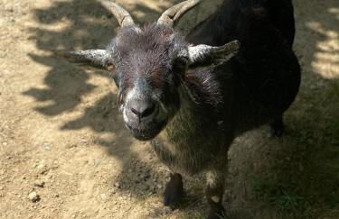 Quinta de Sobre a Fonte Charming Apartments - traditional winery - Foto 73