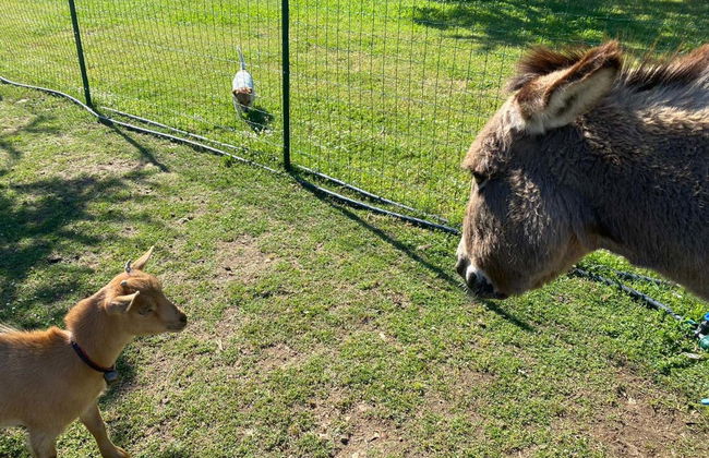 Visita à vinícola Locanda Murales com degustação - Foto 5