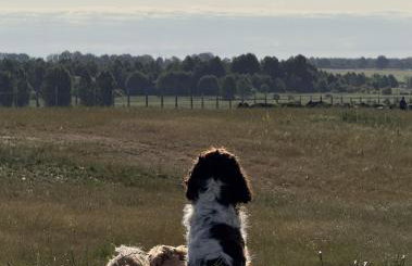 Agroturystyka Grodzisko - Foto 27