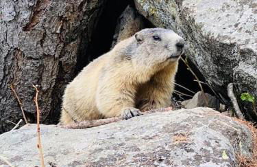 Studio de charme avec vue sur le Val d'Allos, parking et Wifi gratuit - Photo 21