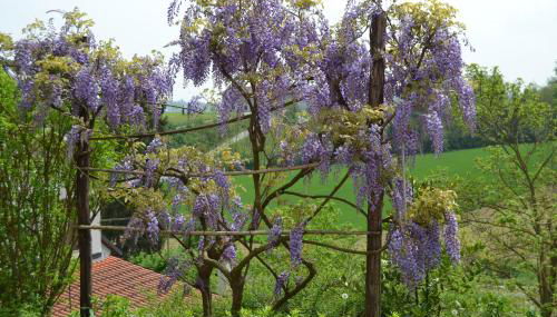 Casa dei Ciliegi Castell'Alfero - Foto 3, Garden