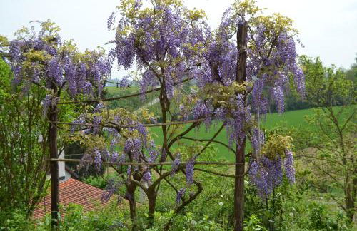 Casa dei Ciliegi Castell'Alfero - Foto 3