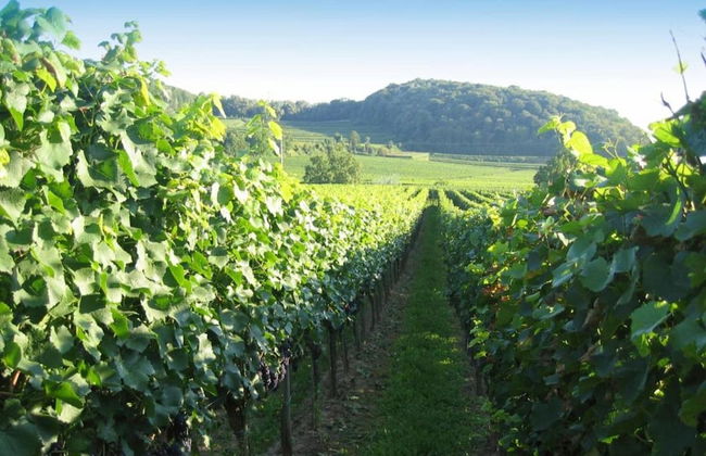 Holiday Apartment Monet in Oberrotweil - Foto 24