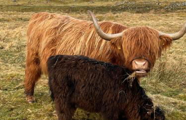 POSTBOX CROFT With A Sea View - Foto 40