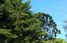 Recanto da Natureza- Chalé - Foto 43