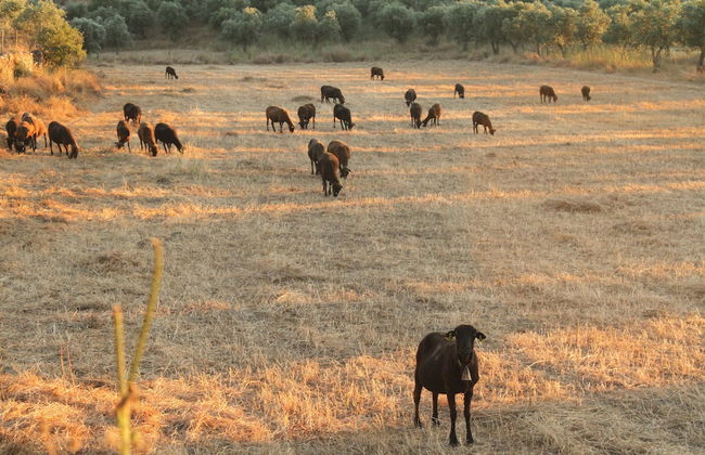 Quinta da Soneca Turismo Rural - Foto 40