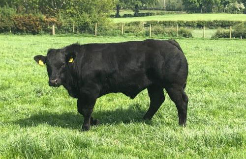 Ballyheifer House - a beautiful 5 bedroom home. - Foto 58