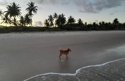 Pousada Mar de Mamoã - Foto 33