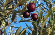 Vila Propuh Primošten - Foto 30