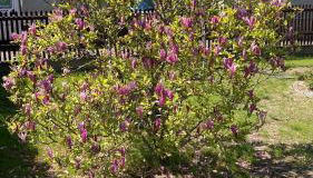 Stadtvilla Haug die exklusiven Ferienwohnungen im Harz - Foto 4