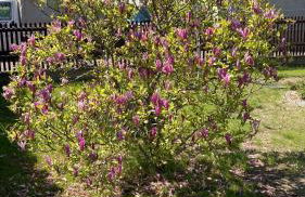 Stadtvilla Haug die exklusiven Ferienwohnungen im Harz - Foto 4