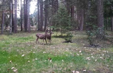 Blissful Solitude Cottage - Foto 59