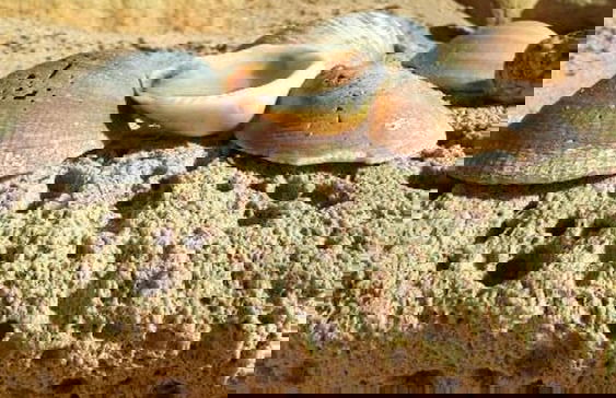 Stunning Olhos do Mar Apt, Albufeira - Foto 14