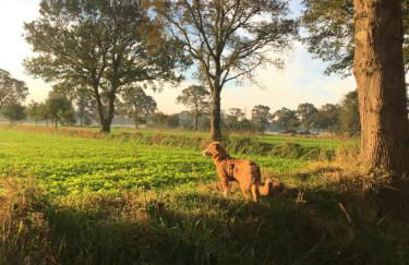 FeWo Im Loog - Foto 18