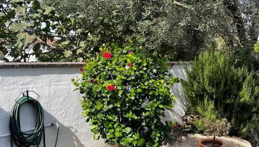 Casa el Pedroso - Villa Limones - Foto 2, Garden