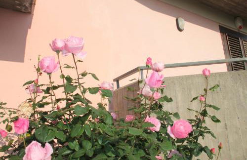 aranceto dell'Etna - Foto 42