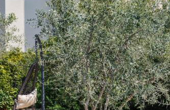 The Orange Garden - Foto 28