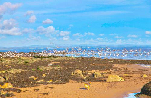 Lapwing, Skylark & Curlew Seaside Chalets - Foto 11