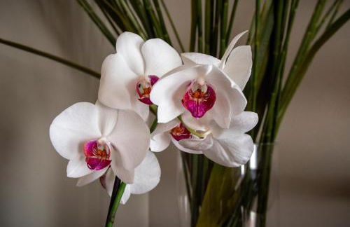 Casa Cordigero - Lago di Garda - Adults only - Foto 75