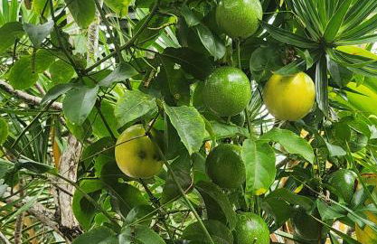 Fully renovated 4 bd with 2 master suits, 3 bth home in centralized location - Foto 22