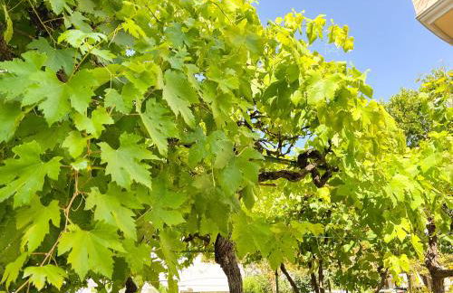 La Casetta di Lusì - Foto 34