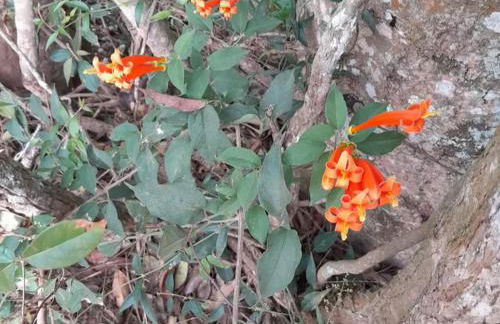 Chalé anjico - Foto 28