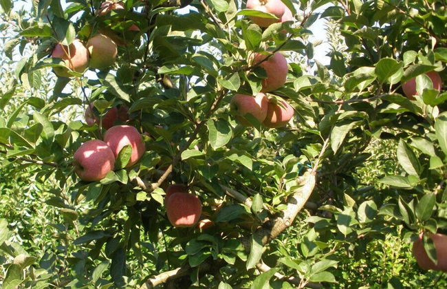 Agriturismo Zafferano e Dintorni - Foto 58