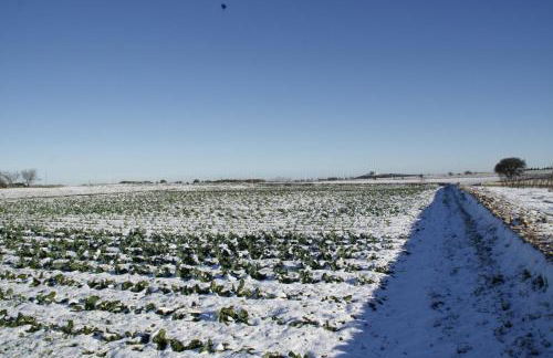 Masseria Citulo - Il Pino Grande - Foto 58