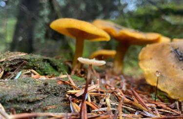 The Cabins at Redroofs - Photo 29