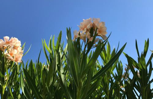 Sea Breeze Apartments Chios - Photo 50