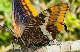 Dona Maria 66 - Foto 42