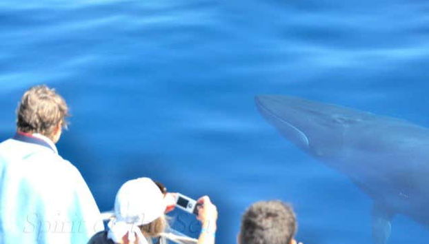 Avistando una ballena en Gran Canaria